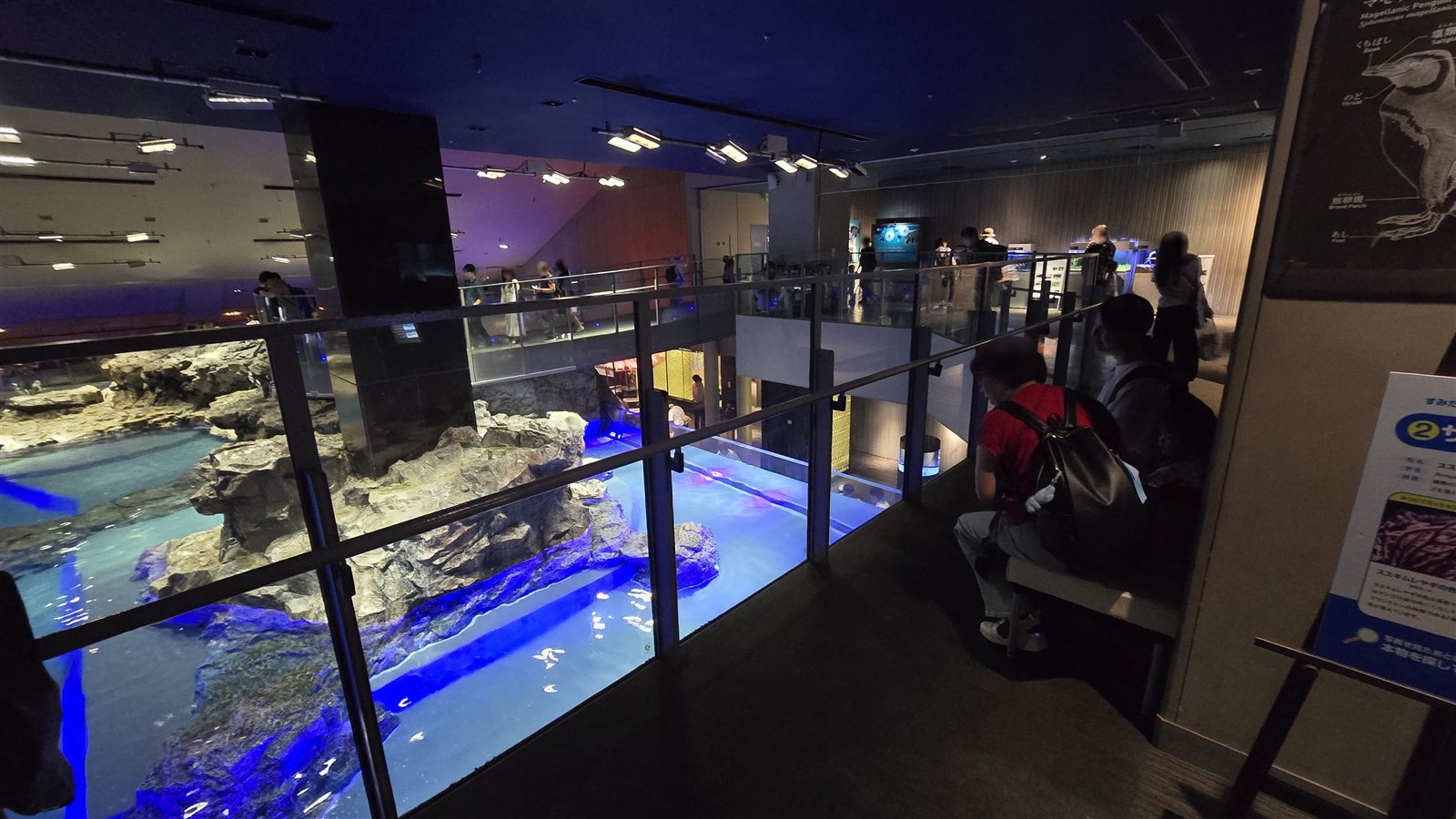 すみだ水族館 ペンギン水槽を見下ろす席