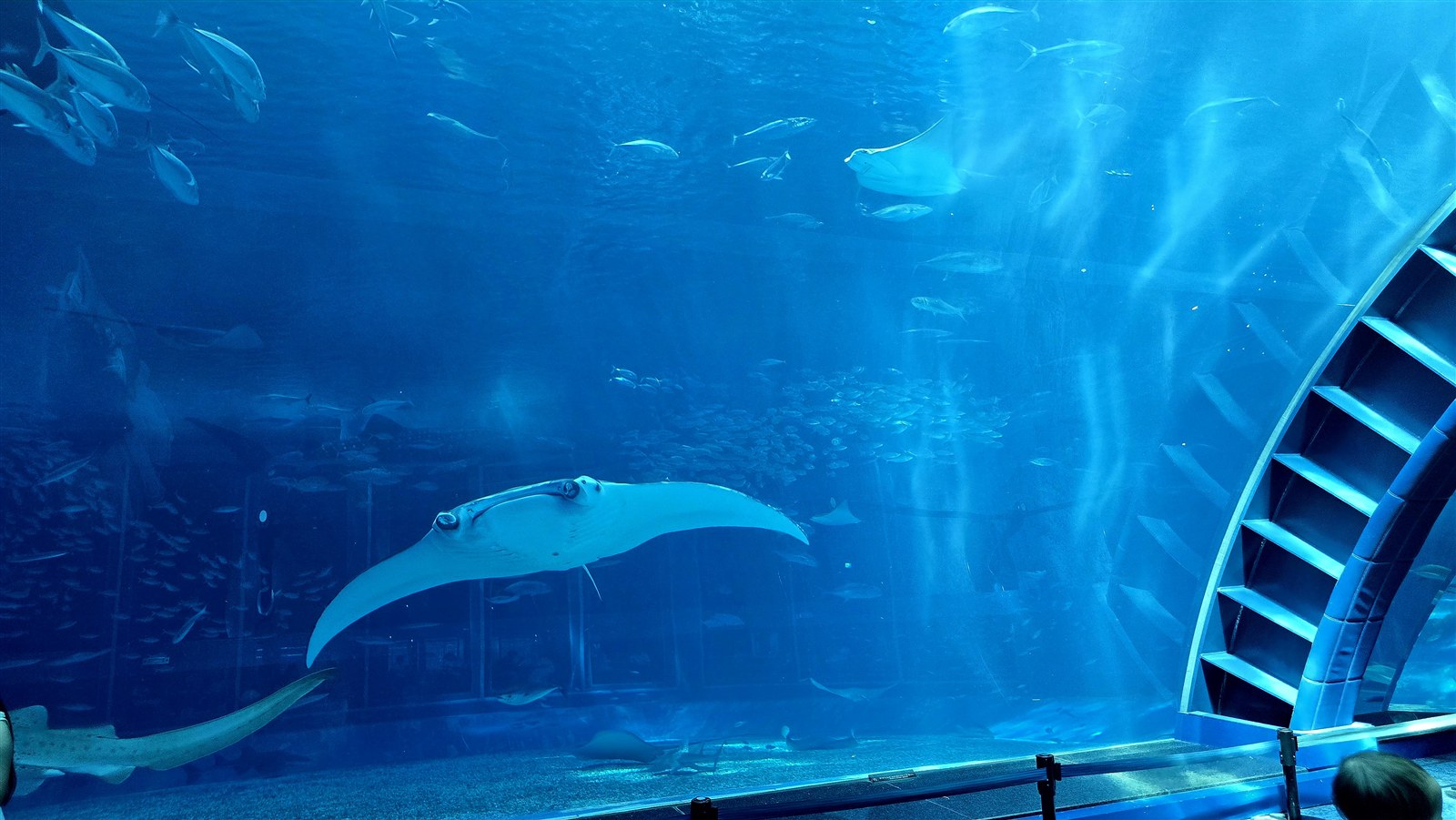 沖縄美ら海水族館 黒潮の海の大水槽を泳ぐマンタ