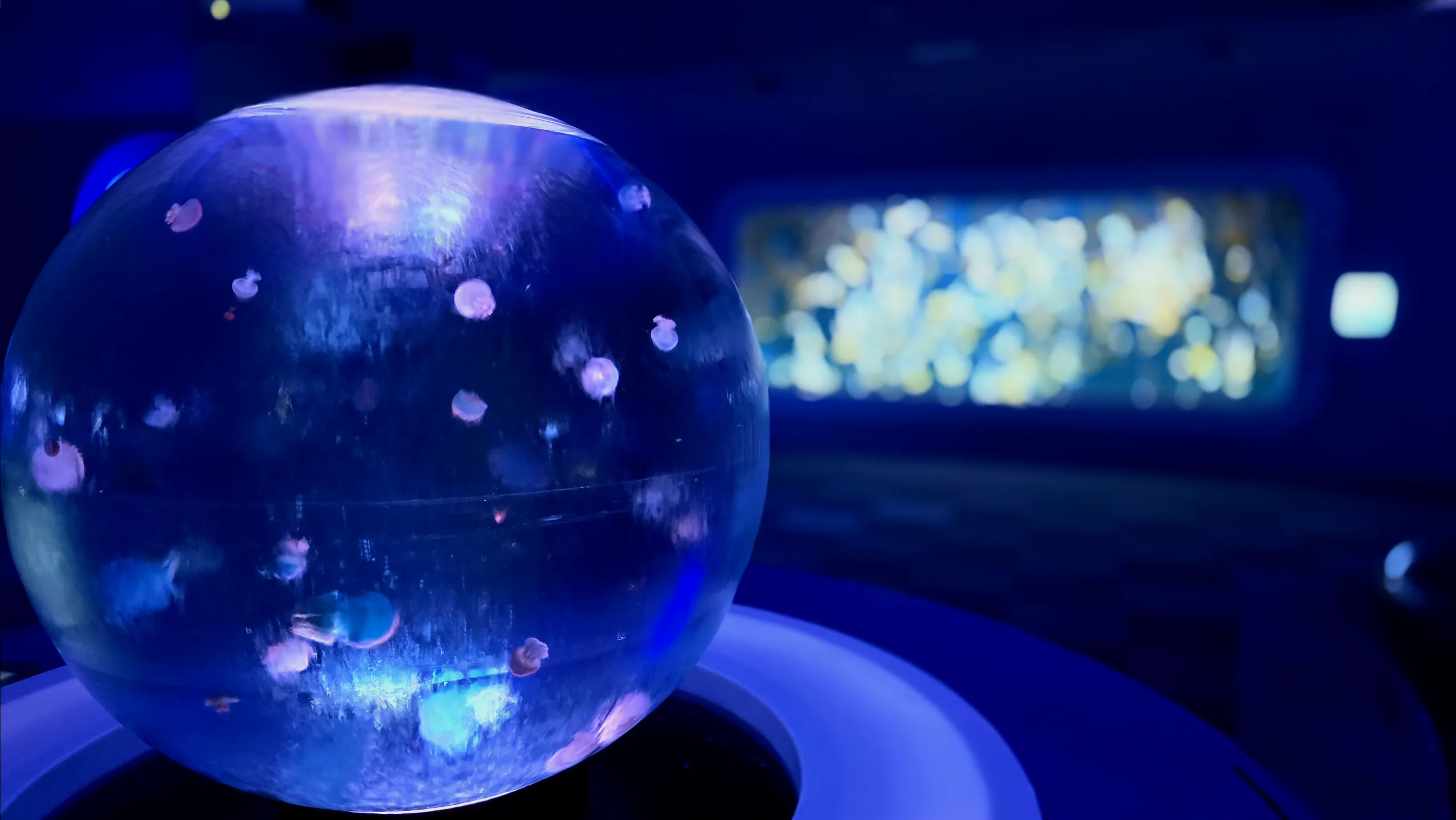 新江ノ島水族館 クラゲファンタジー フォトスポット