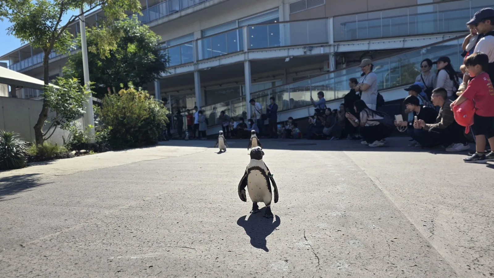 横浜・八景島シーパラダイス 見物する人のすぐ前を歩くケープペンギン