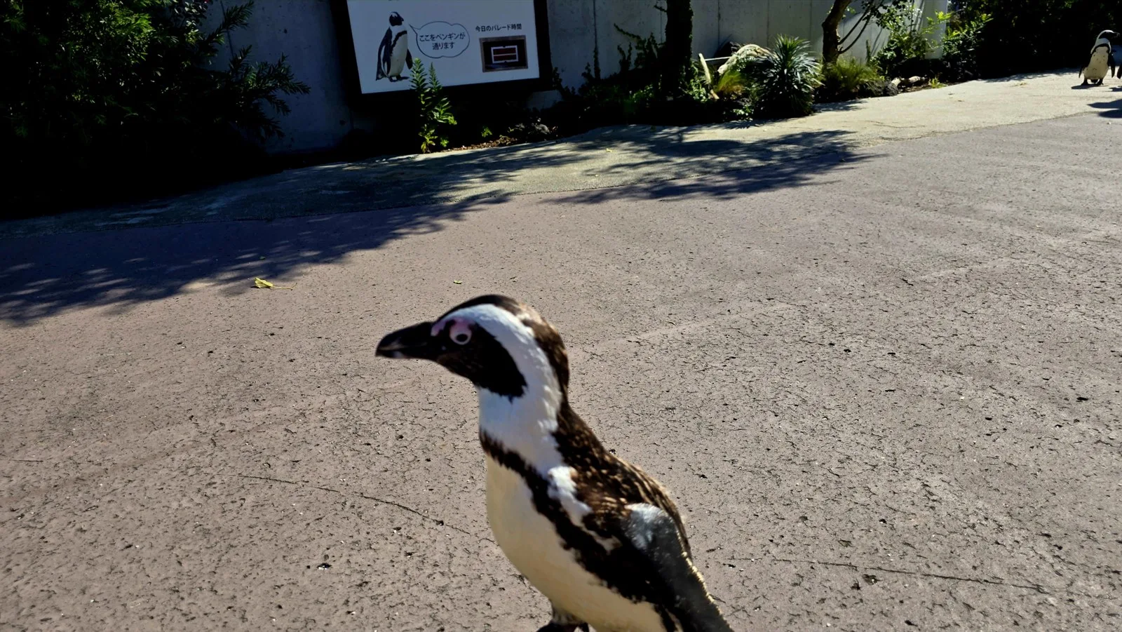横浜・八景島シーパラダイス 目の前を歩くケープペンギン