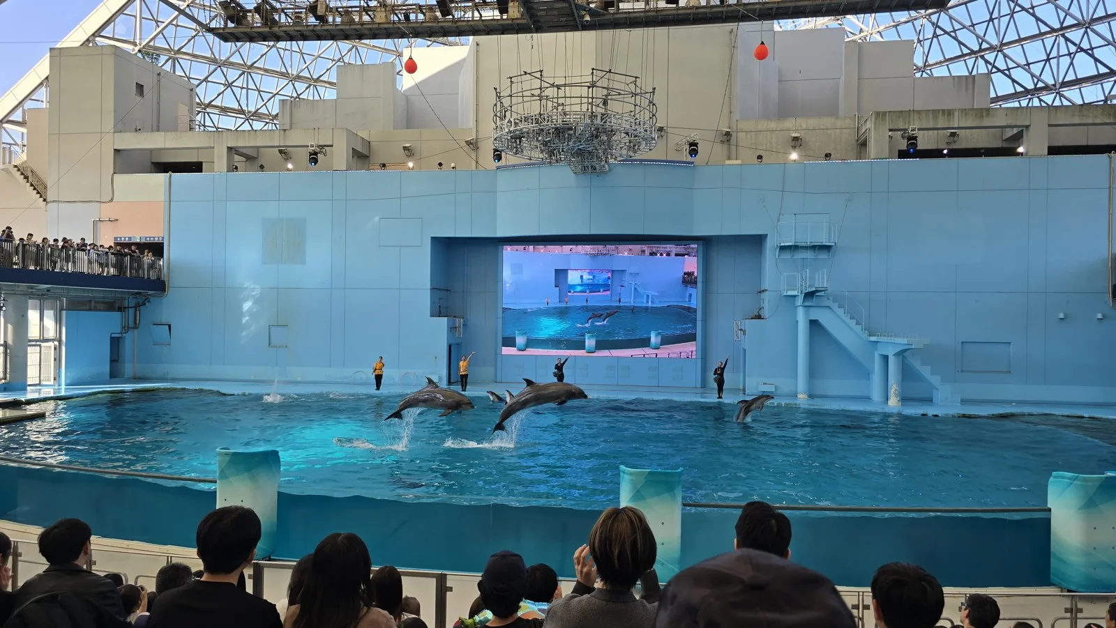 横浜・八景島シーパラダイス Animal Life Live! のイルカ3頭のジャンプ