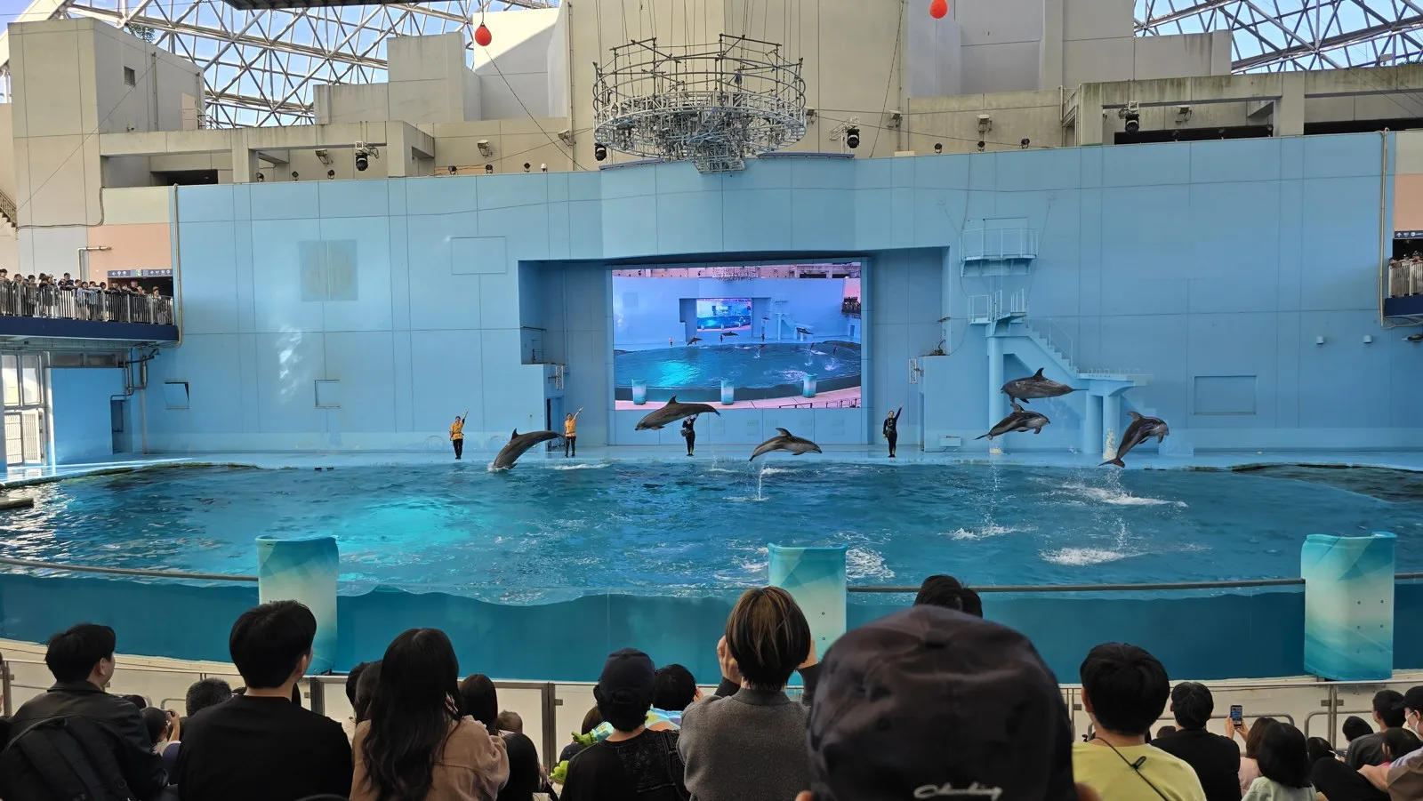 横浜・八景島シーパラダイス Animal Life Live! のイルカのジャンプ